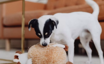 狗狗為什麼會咬娃娃甩頭?小心這2種情況可能是健康警訊 狗狗為什麼會咬娃娃甩頭?小心這2種情況可能是健康警訊