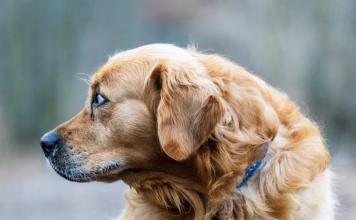 狗狗脫毛症的成因與治療方式一次看！狗狗掉毛可能不是換季那麼簡單！