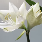 百合花對貓咪有劇毒，微量接觸就可能引發急性腎衰竭！貓咪百合花中毒的症狀與治療方式懶人包