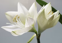 百合花對貓咪有劇毒，微量接觸就可能引發急性腎衰竭！貓咪百合花中毒的症狀與治療方式懶人包