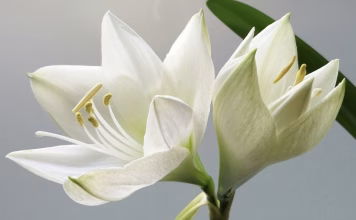 百合花對貓咪有劇毒，微量接觸就可能引發急性腎衰竭！貓咪百合花中毒的症狀與治療方式懶人包