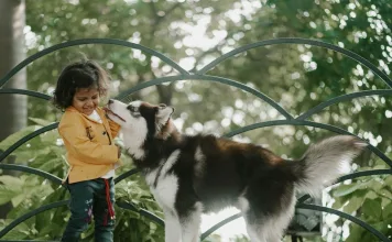 哈士奇好養嗎？飼養哈士奇前必看：5種性格特性、訓練方式、毛髮結構與6大常見健康問題一次看