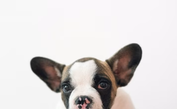 狗狗乳腺瘤一定要開刀嗎？乳腺瘤常見症狀、好發品種、治療方式與術後照護一次看！