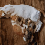 如何幫剛出生的犬貓急救？新生犬貓心肺復甦術操作步驟