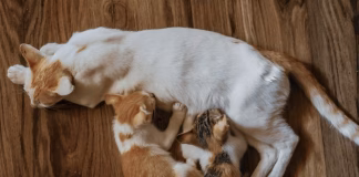 如何幫剛出生的犬貓急救？新生犬貓心肺復甦術操作步驟