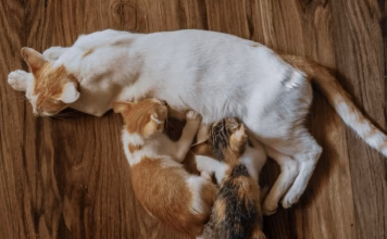 如何幫剛出生的犬貓急救?新生犬貓心肺復甦術操作步驟 如何幫剛出生的犬貓急救?新生犬貓心肺復甦術操作步驟