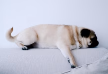 狗狗肛門腺發炎常見症狀與治療方式懶人包！狗狗常常蹭屁股要當心！