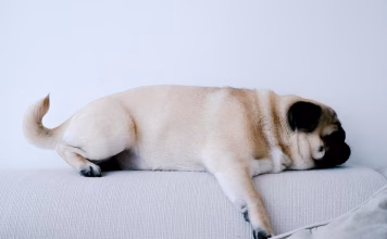 狗狗肛門腺發炎常見症狀與治療方式懶人包！狗狗常常蹭屁股要當心！