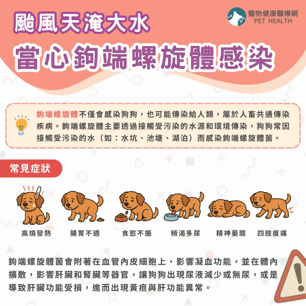 狗狗鉤端螺旋體感染