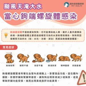 狗狗鉤端螺旋體感染
