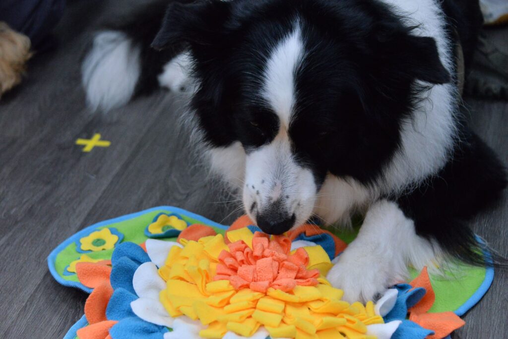 邊境牧羊犬玩藏食遊戲(圖片來源:新北市動保處)