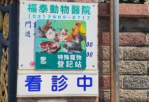 新北首創非犬貓類寵物登記制度，腳環守護寵物安全、登記享多項好康
