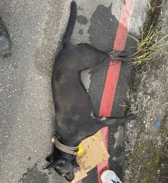 南港區8/31日發生黑色米克斯犬遭飼主拖行致死(圖片來源:台北市動物保護處)