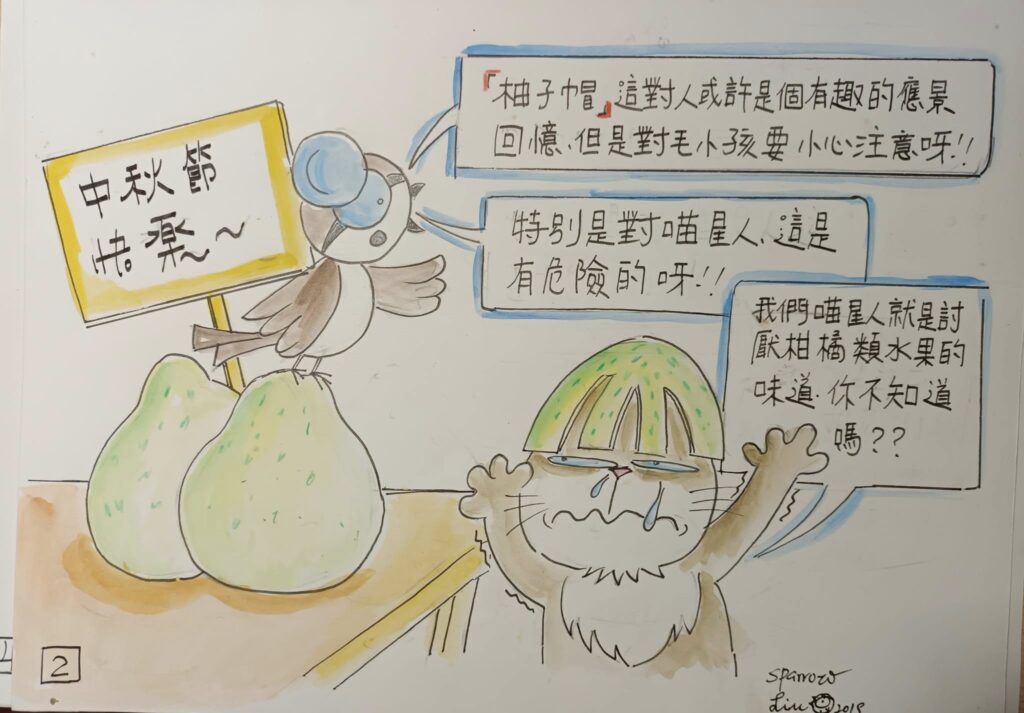 不建議讓貓咪戴柚子帽的原因