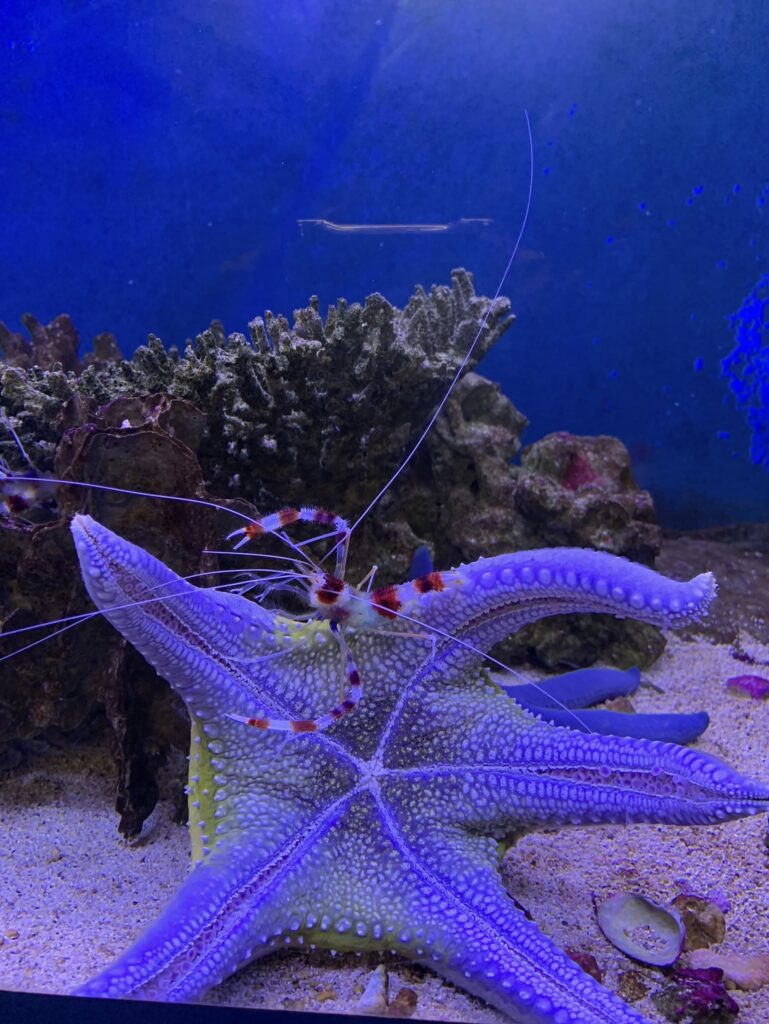 海洋奇珍園館內飼養超過500種海洋生物(圖片來源:翻攝自海洋奇珍園臉書)