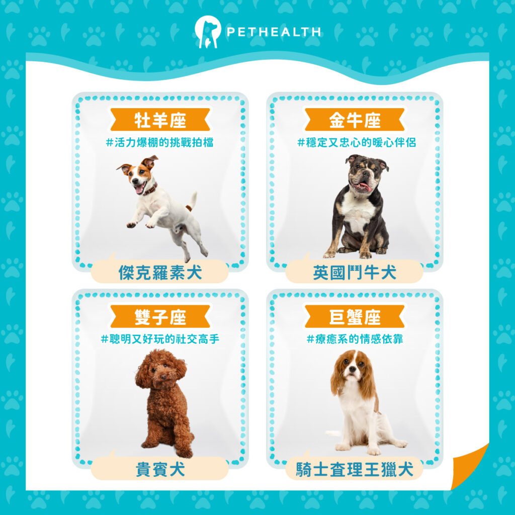 星座最適合飼養的狗狗品種