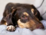 犬貓寄生蟲驅蟲產品懶人包整理｜體內體外驅蟲、藥品成分解析與使用注意事項