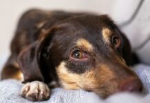 犬貓寄生蟲驅蟲產品懶人包整理｜體內體外驅蟲、藥品成分解析與使用注意事項