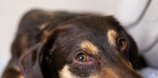 犬貓寄生蟲驅蟲產品懶人包整理｜體內體外驅蟲、藥品成分解析與使用注意事項