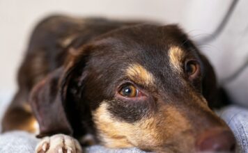 犬貓寄生蟲驅蟲產品懶人包整理｜體內體外驅蟲、藥品成分解析與使用注意事項