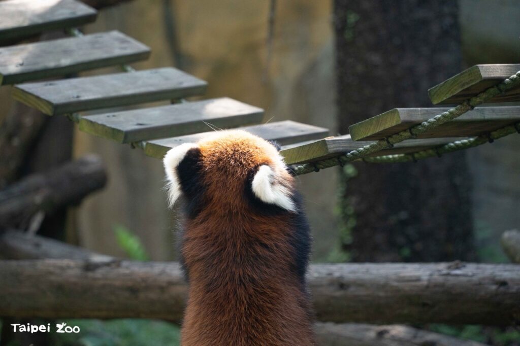 保育員為小熊貓設計吊橋(圖片來源:臺北市立動物園)