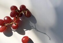 狗狗誤食葡萄恐致命！人類將尿酸藥物Probenecid有望成為狗狗救命解藥