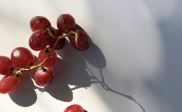狗狗誤食葡萄恐致命！人類將尿酸藥物Probenecid有望成為狗狗救命解藥