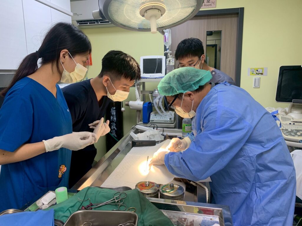 母貓進行絕育（圖片來源：新北市政府動保處）