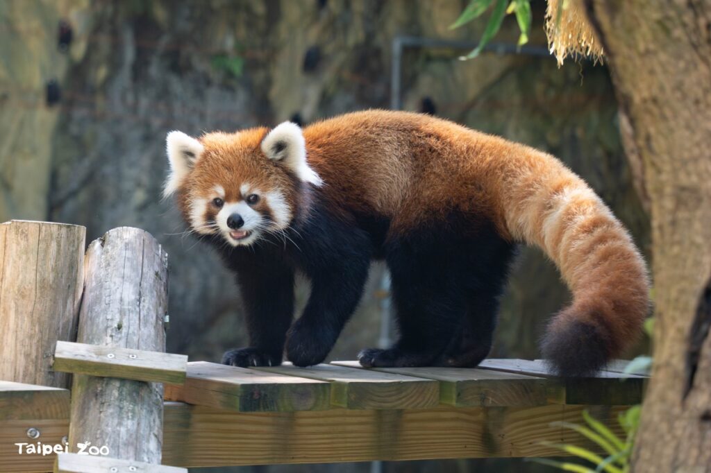 保育員精心設計多層次的棲架(圖片來源:臺北市立動物園)