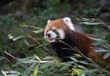 國際小貓熊日登場，臺北市立動物園「就是i愛小貓熊」喚起保育行動
