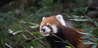 國際小貓熊日登場，臺北市立動物園「就是i愛小貓熊」喚起保育行動