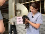 新北動物行動醫療站守護偏鄉毛寶貝，健康照護逾6,000隻！