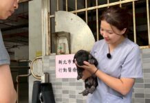 新北動物行動醫療站守護偏鄉毛寶貝，健康照護逾6,000隻！