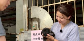 新北動物行動醫療站守護偏鄉毛寶貝，健康照護逾6,000隻！