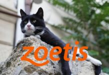 Zoetis 獲歐洲藥品管理局CVMP正面意見｜Portela®（relfovetmab）有望成為首款長效抗NGF單株抗體，改善貓隻退化性關節炎疼痛