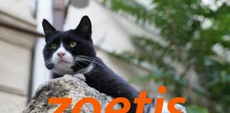 Zoetis 獲歐洲藥品管理局CVMP正面意見｜Portela®（relfovetmab）有望成為首款長效抗NGF單株抗體，改善貓隻退化性關節炎疼痛