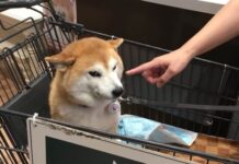 經典迷因「不可以色色」本尊柴犬Pon辭世，享年17歲，飼主暖心發文告別