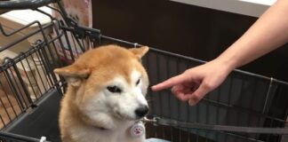 經典迷因「不可以色色」本尊柴犬Pon辭世，享年17歲，飼主暖心發文告別
