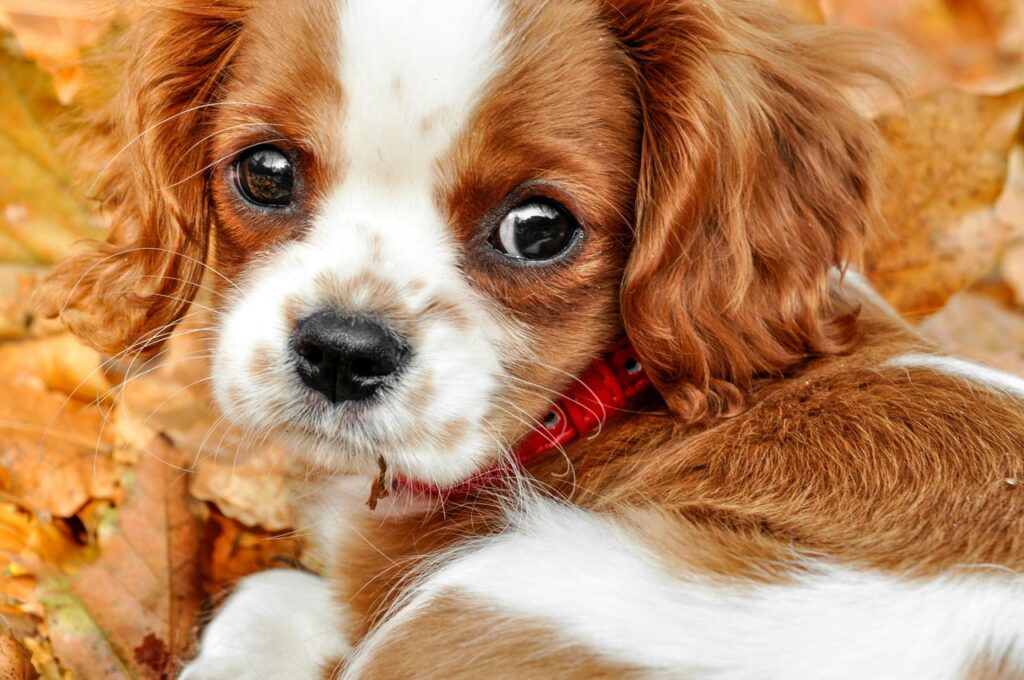 ♋ 巨蟹座｜騎士查理王獵犬：療癒系的情感依靠