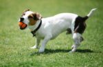 苗栗縣推廣「2025世界狂犬病日」系列活動，守護人寵健康