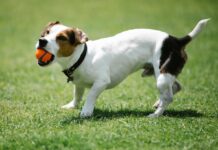 苗栗縣推廣「2025世界狂犬病日」系列活動，守護人寵健康