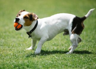 苗栗縣推廣「2025世界狂犬病日」系列活動，守護人寵健康