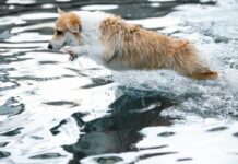 貓狗鼻腔水蛭感染：帶寵物到溪邊玩水要注意！水蛭可能躲在寵物鼻腔！
