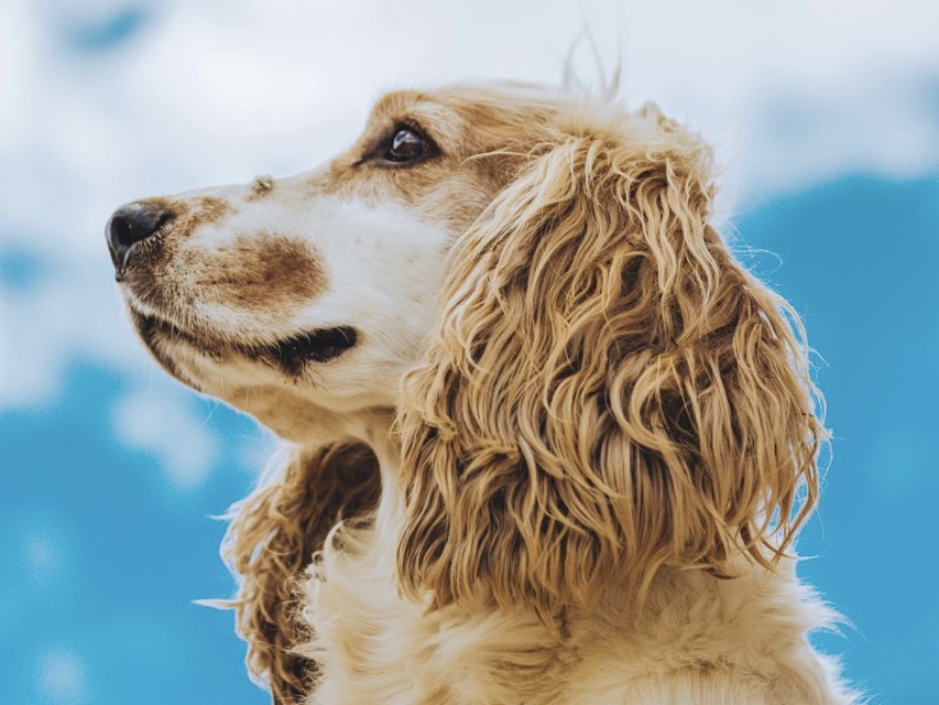 ♎ 天秤座｜可卡犬：優雅與和諧的代表