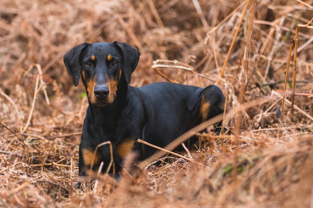 ♏ 天蠍座｜杜賓犬：忠誠與信任的極致