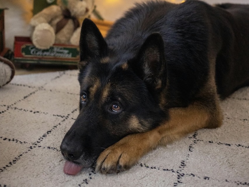 ♑ 魔羯座｜德國牧羊犬：務實效率的完美拍檔