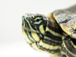 魚缸越買越大、蜥蜴成新寵：2025年全球「特寵經濟」進入關係深化時代
