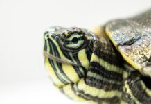 魚缸越買越大、蜥蜴成新寵：2025年全球「特寵經濟」進入關係深化時代