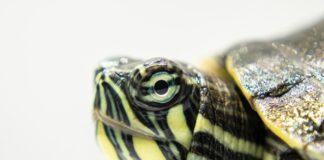 魚缸越買越大、蜥蜴成新寵：2025年全球「特寵經濟」進入關係深化時代