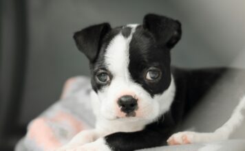 狗狗高血鈣症狀有哪些？高血鈣的原因與治療方式完整解析